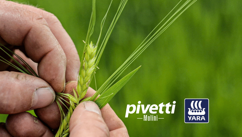 Molini Pivetti e Yara Italia insieme per una filiera del grano tenero più sostenibile - Molini Pivetti