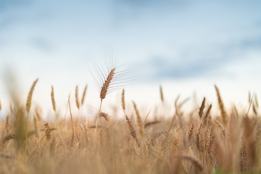 molini-pivetti-farine-biologiche